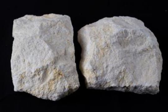 Batu Karang Kipas Random Putih